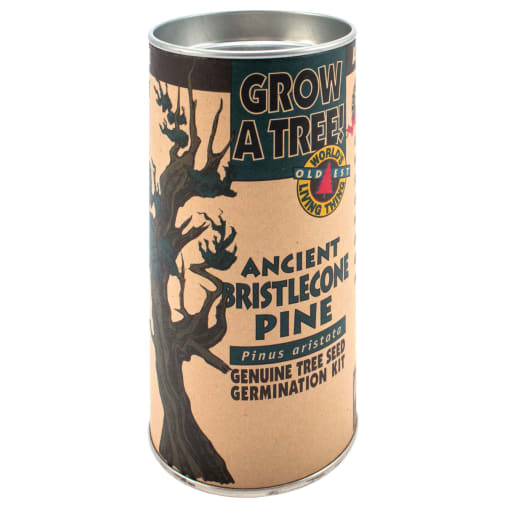 Bristlecone Pine Grow-A-Tree Kit
