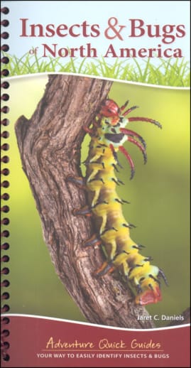 Insects & Bugs of North America