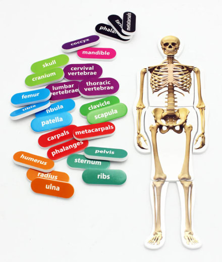 Human Skeleton (Foam STEM Manipulatives)