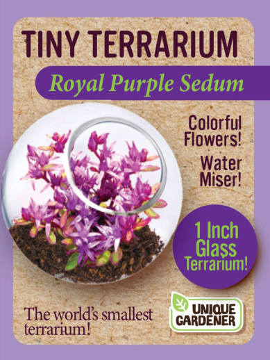 Royal Purple Sedum (Tiny Terrarium)