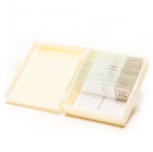 Basic Botany Prepared Slide Set