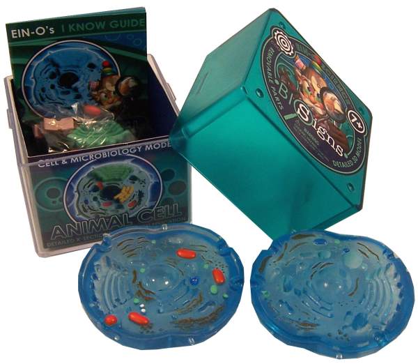 Animal Cell (Cell & Microbiology Model)