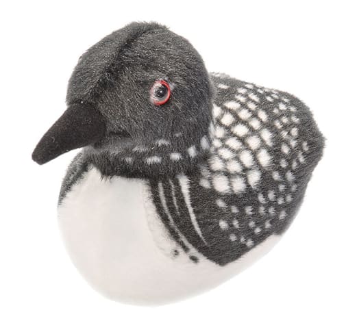 Audubon Bird: Common Loon with Bird Call