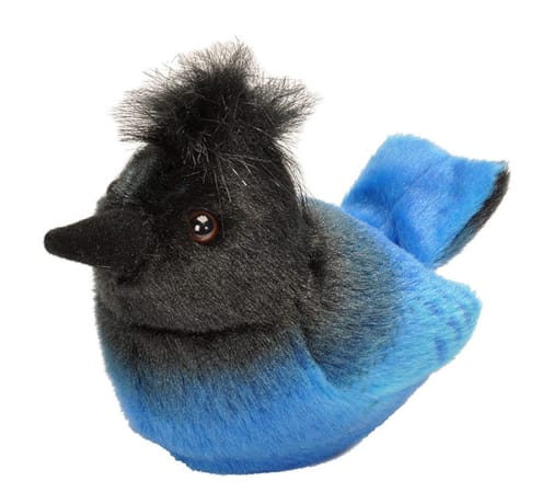Audubon Bird: Steller's Jay with Bird Call