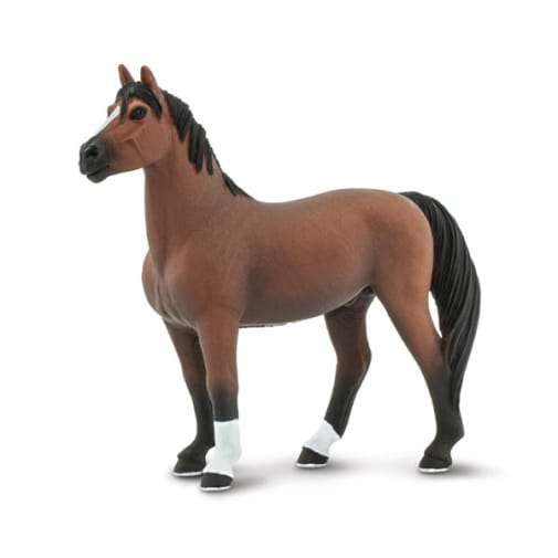 Morgan Stallion (Winner's Circle)