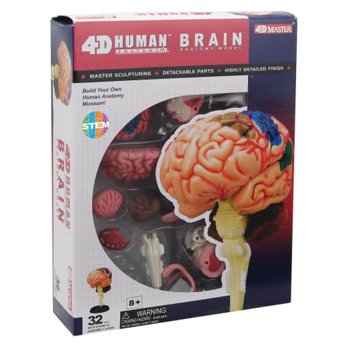 4D Human Brain Anatomy Model