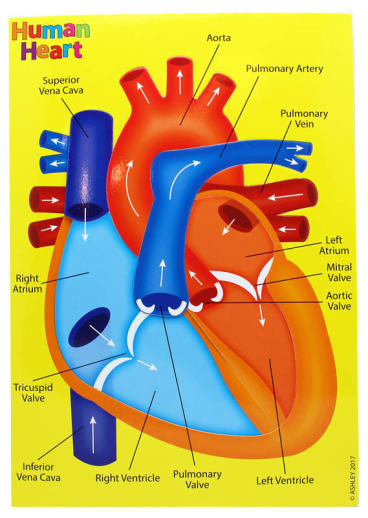 Human Heart (Foam Human Anatomy STEM Manipulatives)