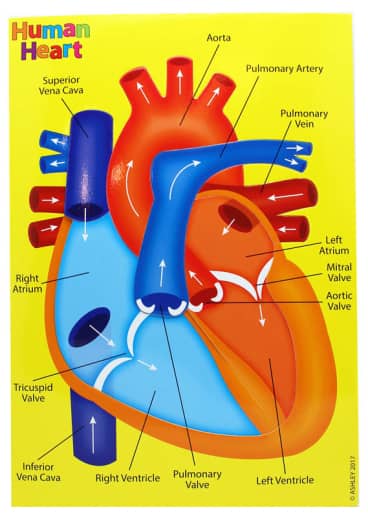 Human Heart (Foam Human Anatomy STEM Manipulatives)
