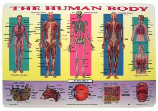 Human Body Placemat