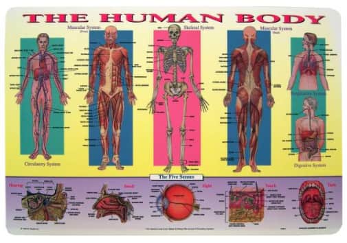 Human Body Placemat