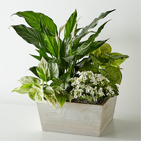 Peaceful White Garden in French Garden Trug
