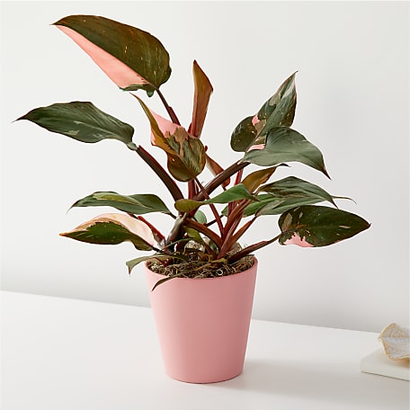 ピンクプリンセス フィロデンドロン ピンクプリンセス サイケピンク(Philodendron
