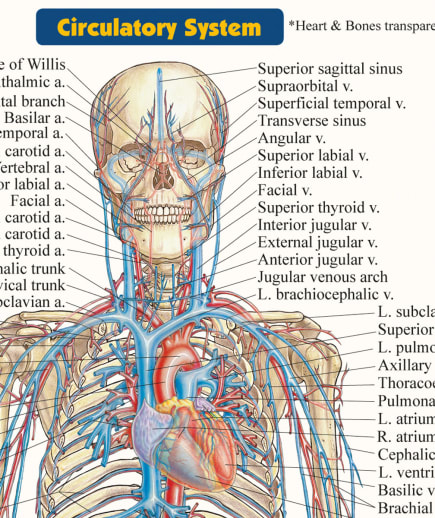 Anatomy Poster - Laminated