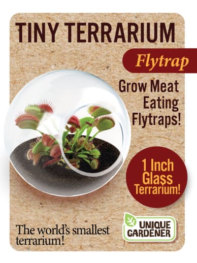 Flytrap (Tiny Terrarium)