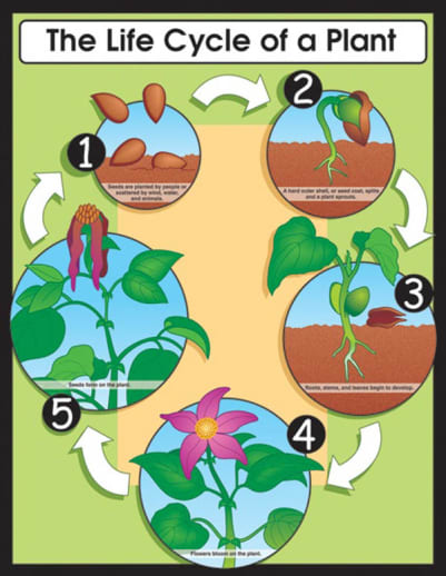 Life Cycle of a Plant Chartlet