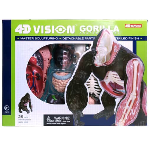 4D Vision Gorilla Anatomy Model