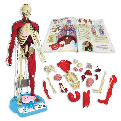 Ultimate Squishy Human Body Kit SmartLab