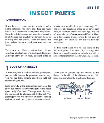 Insect Parts Microslide Lesson Set