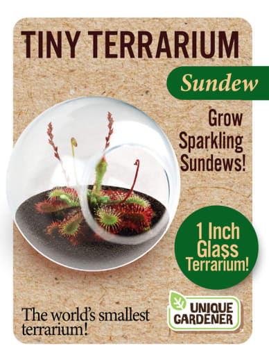 Sundew (Tiny Terrarium)