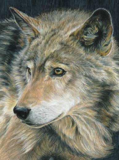 Colour Pencil By Numbers - Curious Eyes