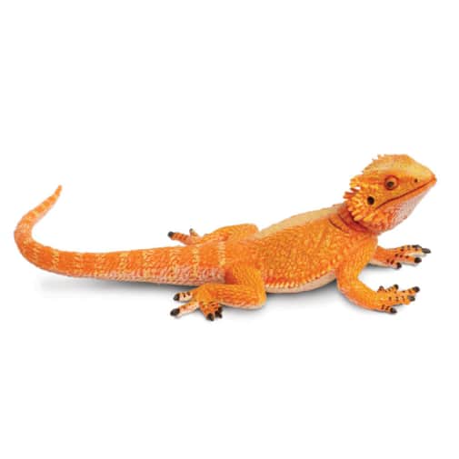 Safari Bearded Dragon (Incredible Creatures Collection)