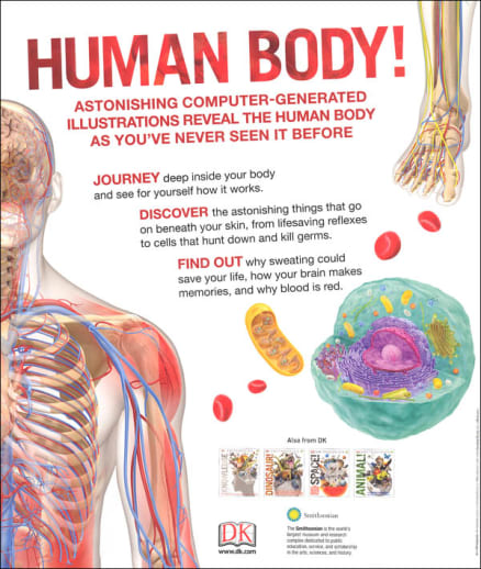 How It Works Inside The Human Body