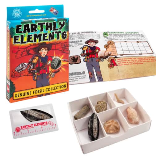 Prehistoric Fossil Collection (Earthly Elements)