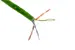 Cat5e | Solid CMP UTP 24AWG REELEX | 1000 ft. | Green