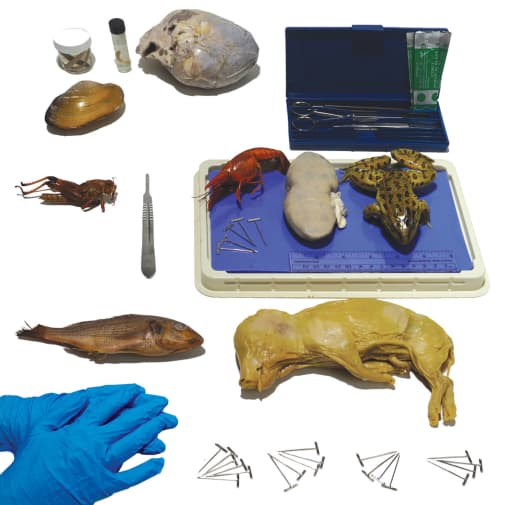 Novare General Biology Dissection Kit
