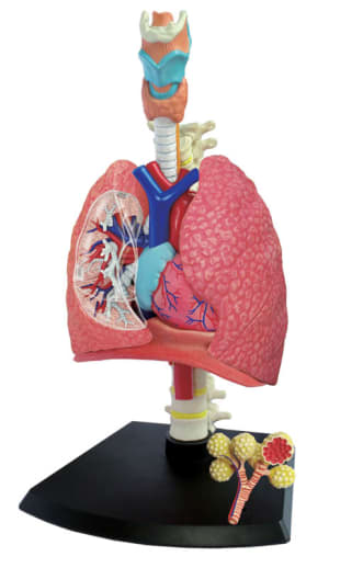 4D Human Anatomy Respiratory System Model