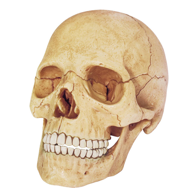 4D Vision Human Anatomy Exploded Skull Model