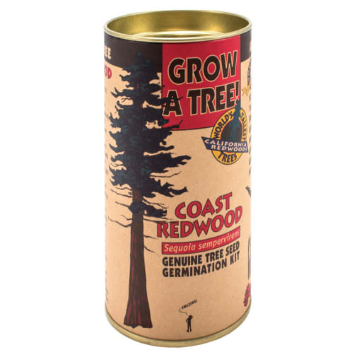 Coastal Redwood Grow-A-Tree Kit