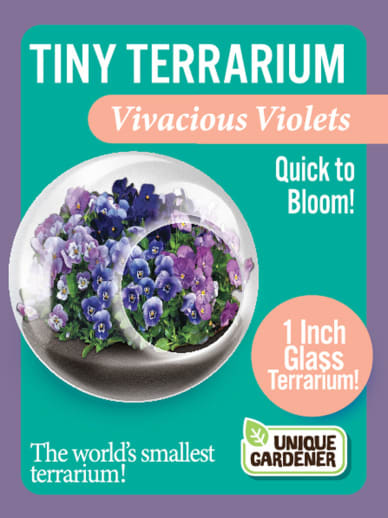 Vivacious Violets (Tiny Terrarium)