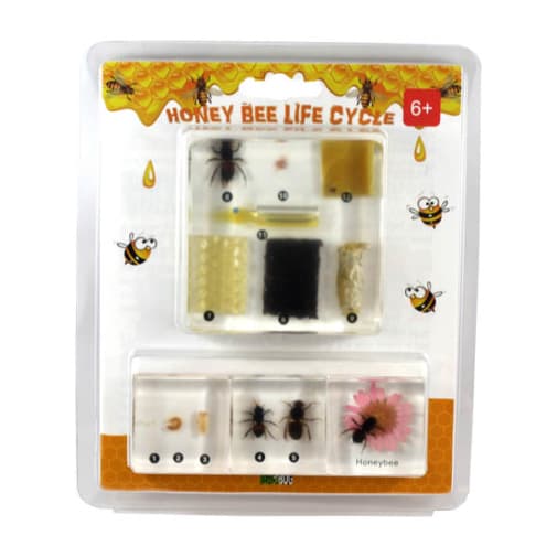 Honeybee Life Cycle