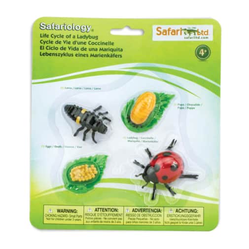 Life Cycle of a Ladybug (Safariology)