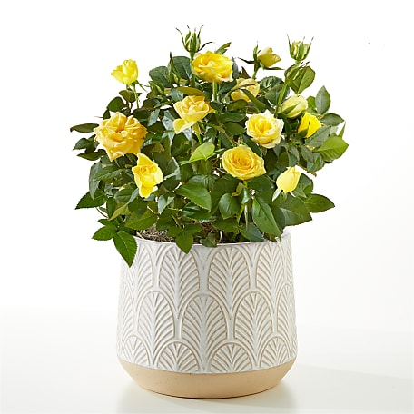 yellow roseページ Sunshine Yellow Rose Plant
