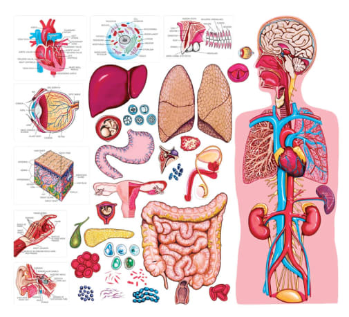 Felt Human Body - PRE-CUT