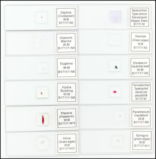 Water Life Slide Set (Set of 12)