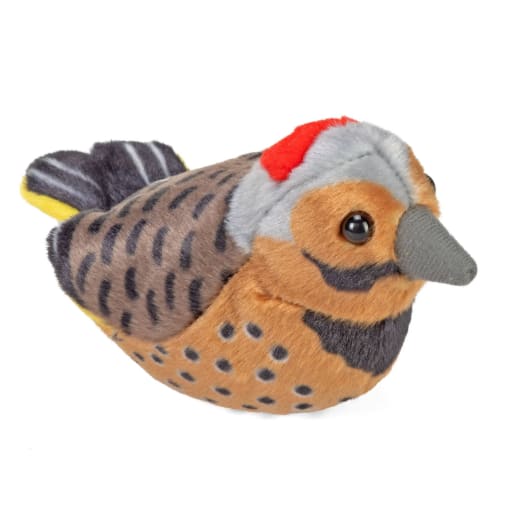 Audubon Bird: Northern Flicker with Bird Call