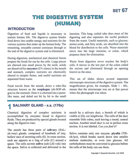 Digestive System (Human) Microslide Lesson Set