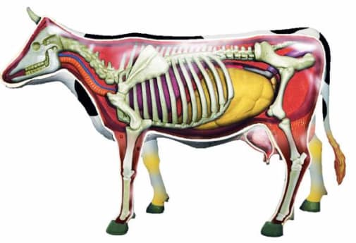 4D Cow Anatomy Model