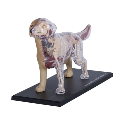 4D Vision Golden Retriever