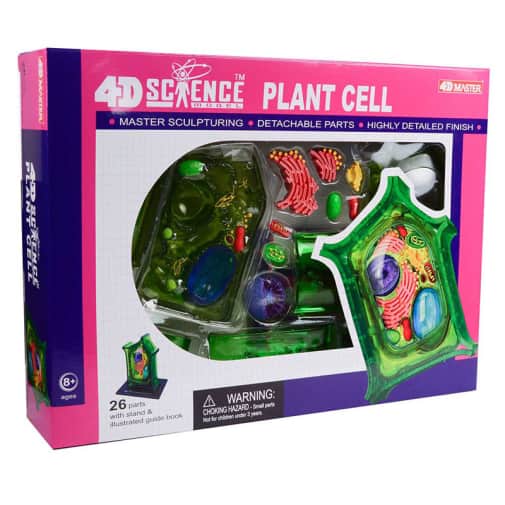 4D Plant Cell Anatomy Model