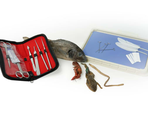 Discovering Design with Biology Dissection Kit