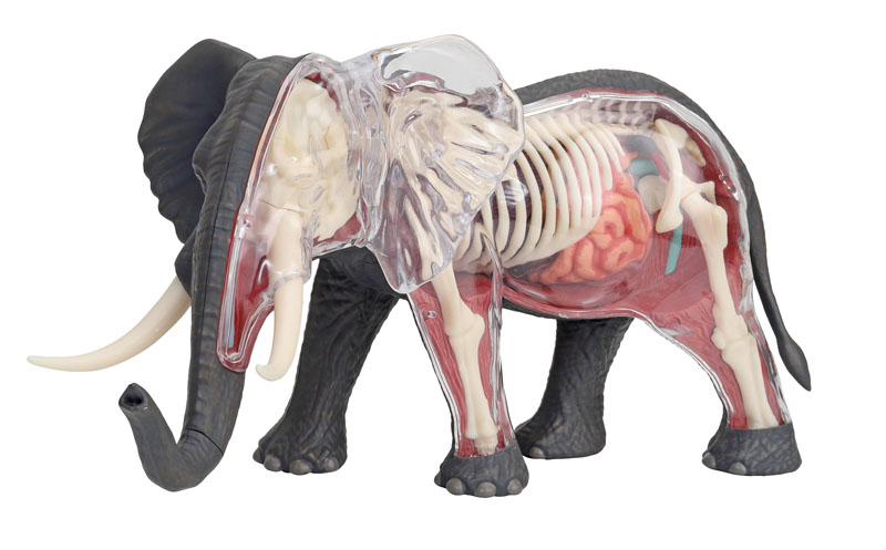4d hotsell vision anatomy