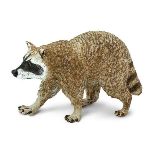 Raccoon