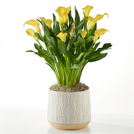 wall plant hanger metal Premium Floating Half Moon / Semi Circle Metal Wall Planter