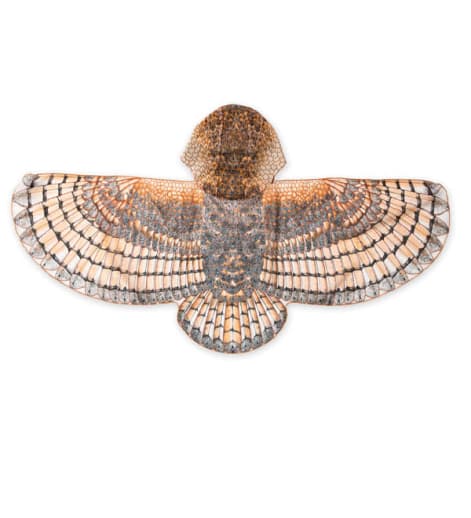 Hooded Owl Wings - Barn Owl