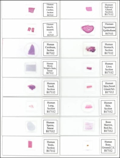 Human Physiology Prepared Slide Set