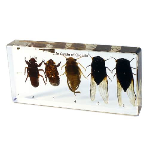 Cicada Life Cycle